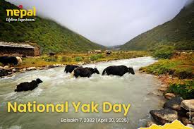 National Yak Day, 2082